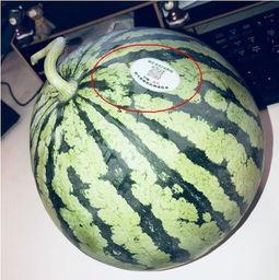 网红古装吃瓜,网红古装美食探秘记